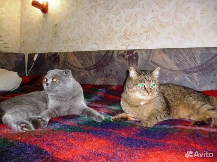 Возьму на передержку кошек и собак мелких пород, п