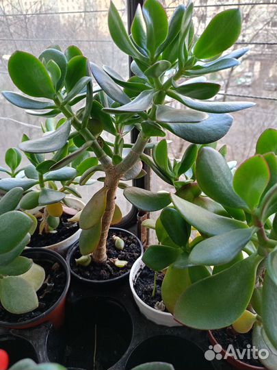 Толстянка крассула