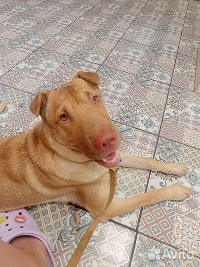 Шарпей собака