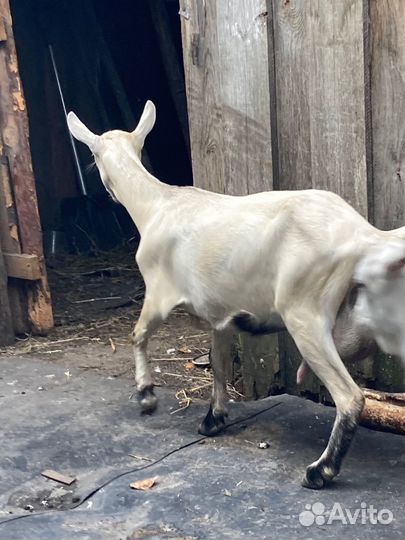 Коза и козлята