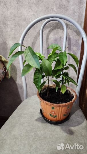 Эухарис, амазонская лилия,комнатные растения,цветы