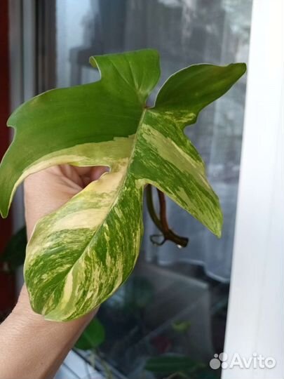 Филодендрон маска вариегатная