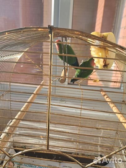 Попугаи неразлучники