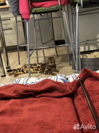 Бенгальский кот на вязку