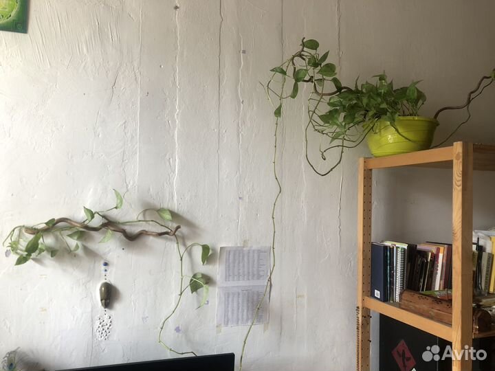 Лиана комнатные растения в центре монстера