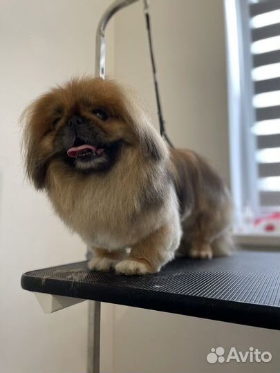 Груминг собак и кошек