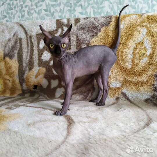 Канадский сфинкс котенок