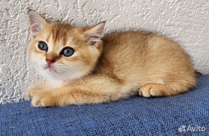 Котёнок (мальчик) британской золотой шиншиллы