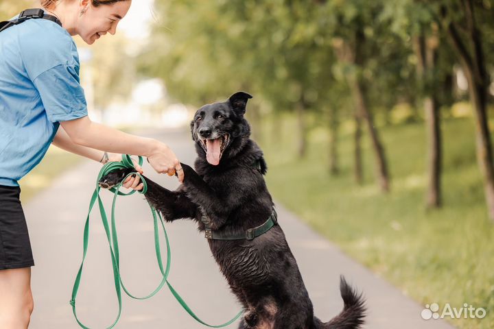 Собака из приюта ищет дом