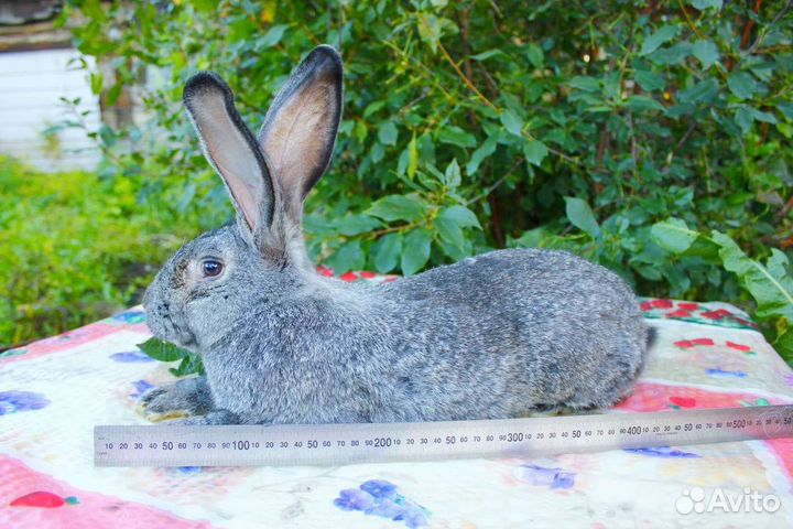Кролики мясных пород