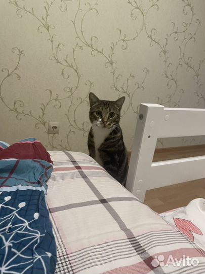 Кот в добрые руки