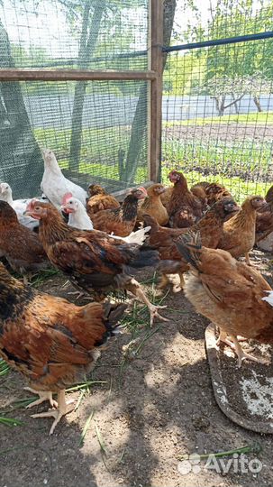 Цыплята подрощеные