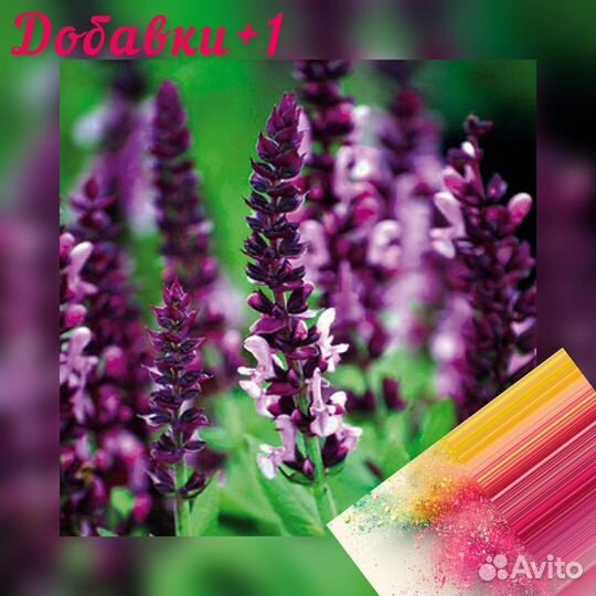 Шалфей сушенный