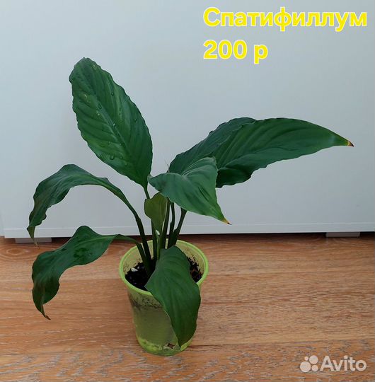 Спатифиллум