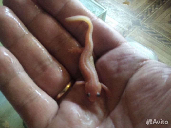 Лягушата,тритоны, рыбки