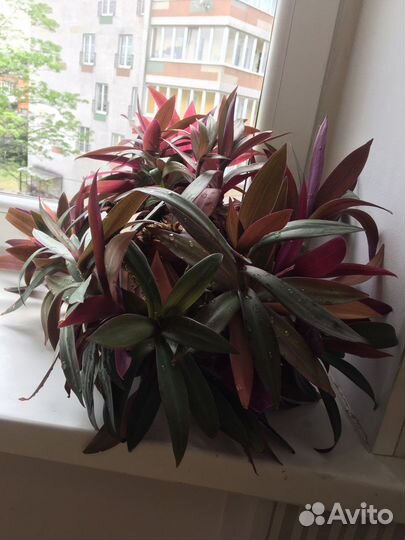 Рэо-традесканция