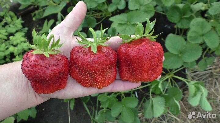 Рассада клубники