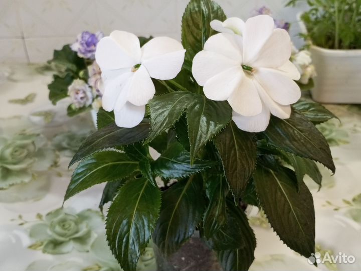 Бальзамин Новогвинейский