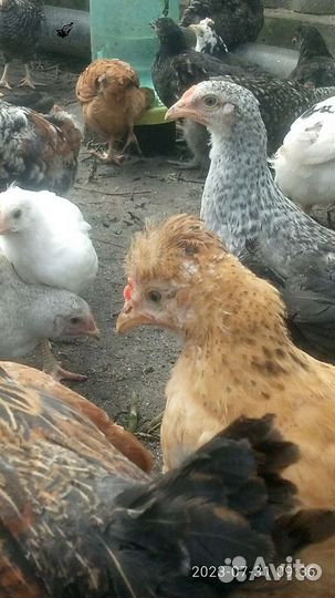 Цыплята микс