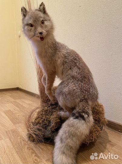 Чучело лисы