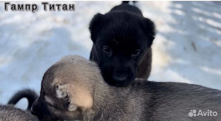 Аборигенные Гампры-Щенки Эксклюзив