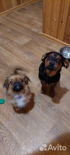 Собака в добрые руки