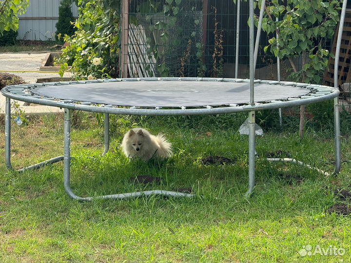 Батут, диаметр 244