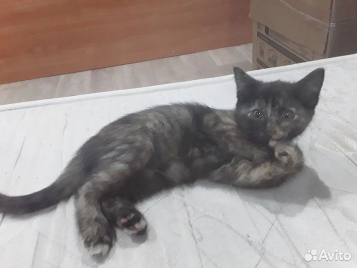 Отдам котят