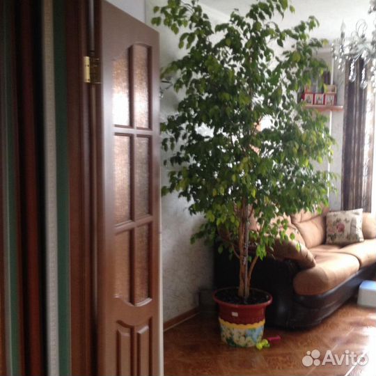 Цветок Бенжамина