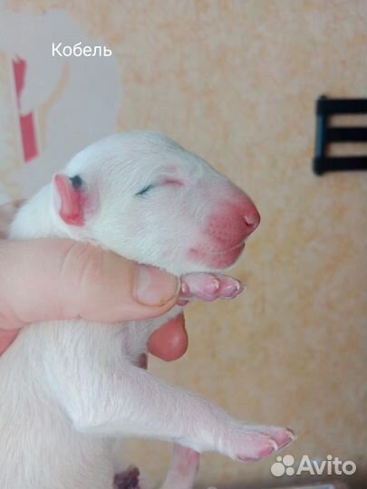 Бультерьер щенки