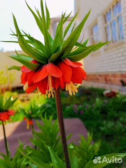 Рябчик императорский