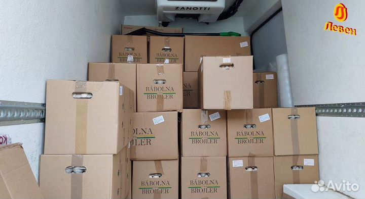 Инкубационное яйцо бройлера Кобб 500,росс 308