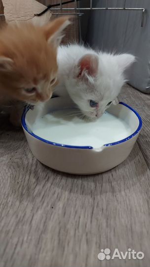 Котята