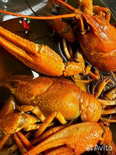 Живые раки сотрудничество с рыбаками