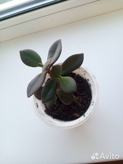 Денежное дерево(толстянка)