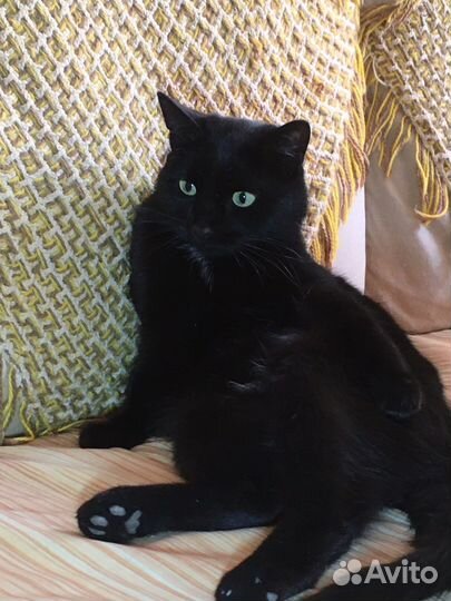 Кошечка Тася молодая.стерильная