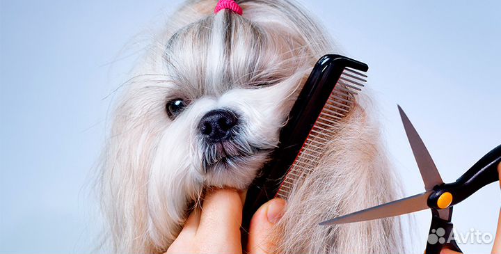 Стрижка собак и кошек (без наркоза)