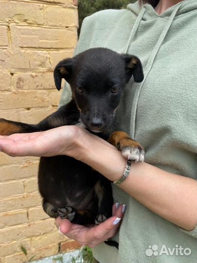 Собаки бесплатно