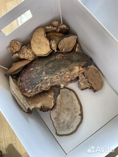 Грибы трутовики