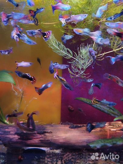 Аквариумные рыбки