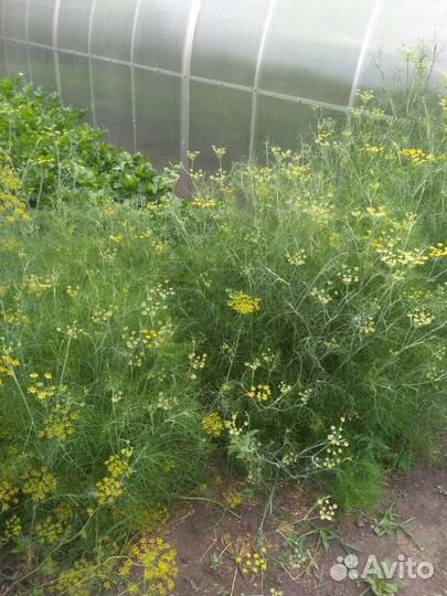 Мелисса фенхель ментол на срез