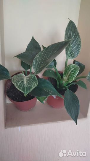 Филодендрон ксанаду и бирки