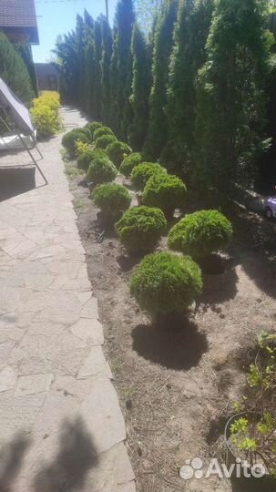 Туя шаровидная даника