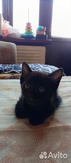 Отдаем в добрые руки очаровательных мышеловок