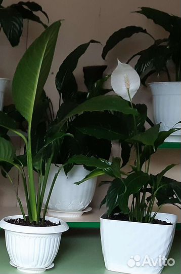 Спатифиллум