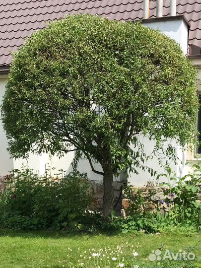 Ива матсудана молодые растения