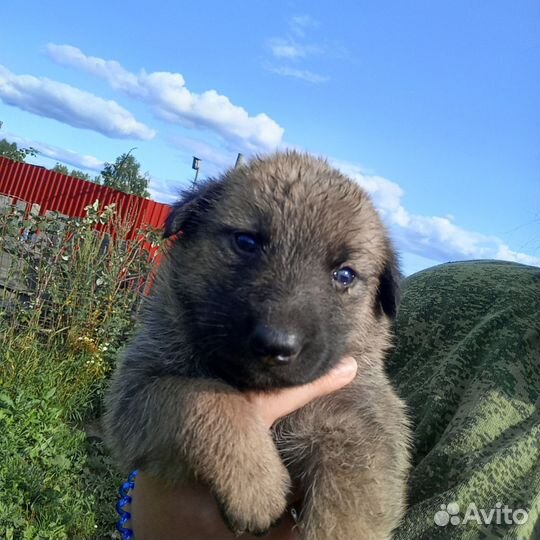 Отдам щенка в добрые руки