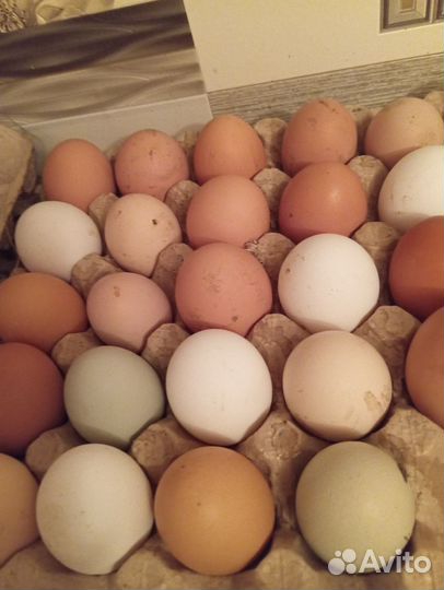 Домашние куриные яйца