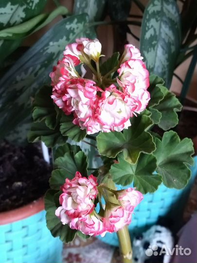 Пеларгония герань