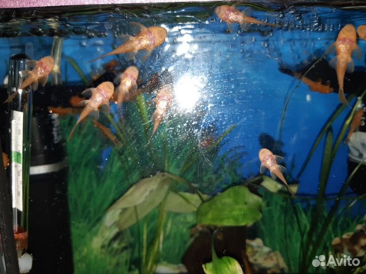 Сом анциструс супер ред